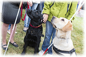 1.受け入れを行っている身体障碍者補助犬の種類