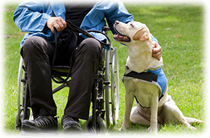 3.補助犬を見かけたら